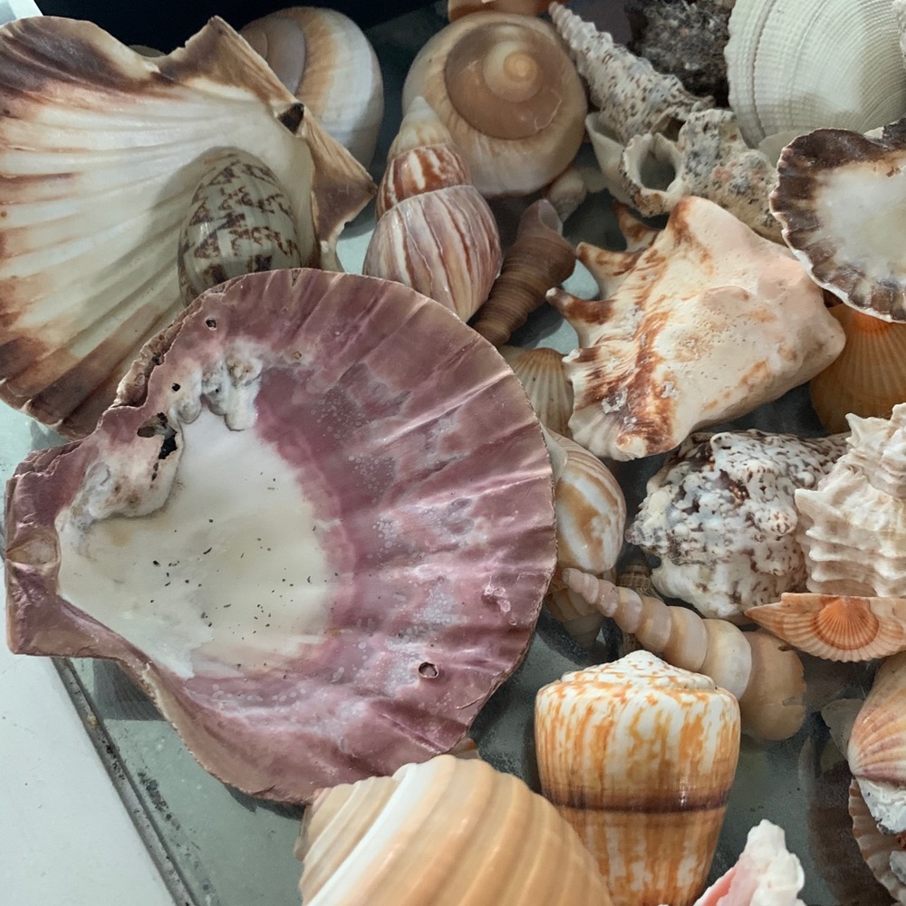 Real Seashells - Picture 3 of 5